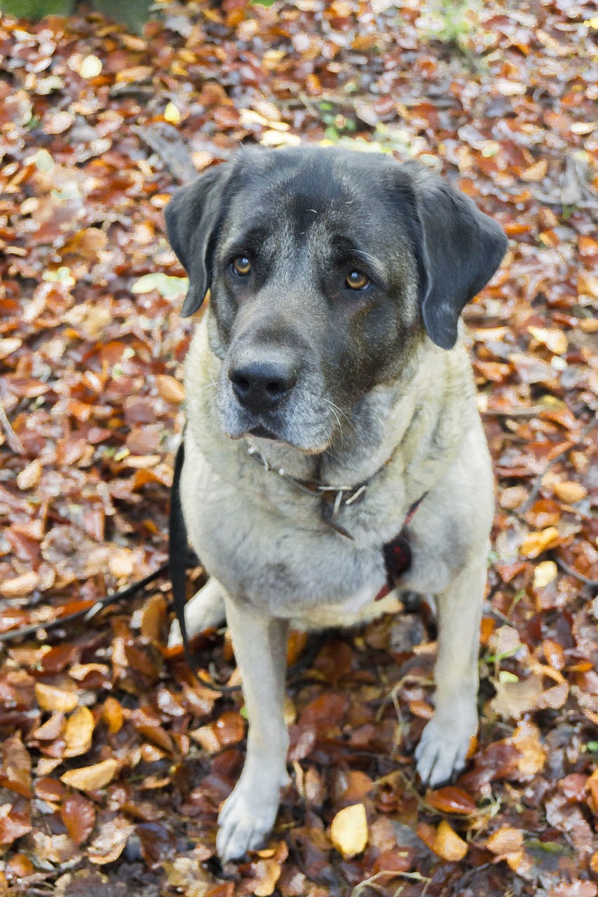 dog, pet, nature, animal, cute, adorable, forest, walk, brown walking