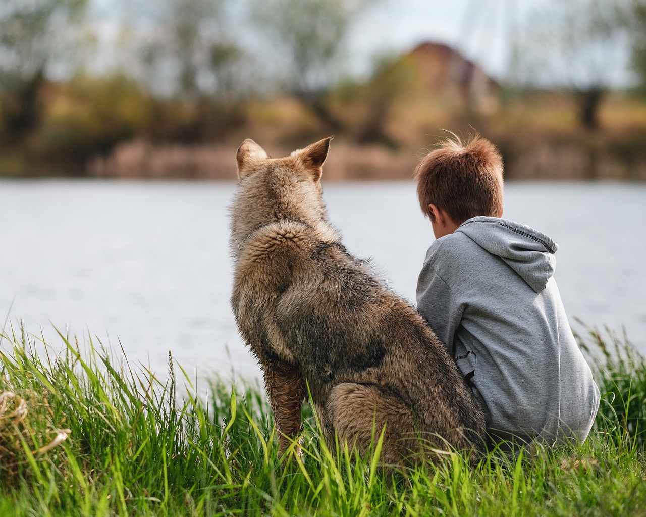 dog, boy, animal, human, nature, summer, pet, grass
